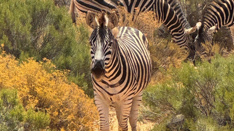 Aquila Private Game Reserve